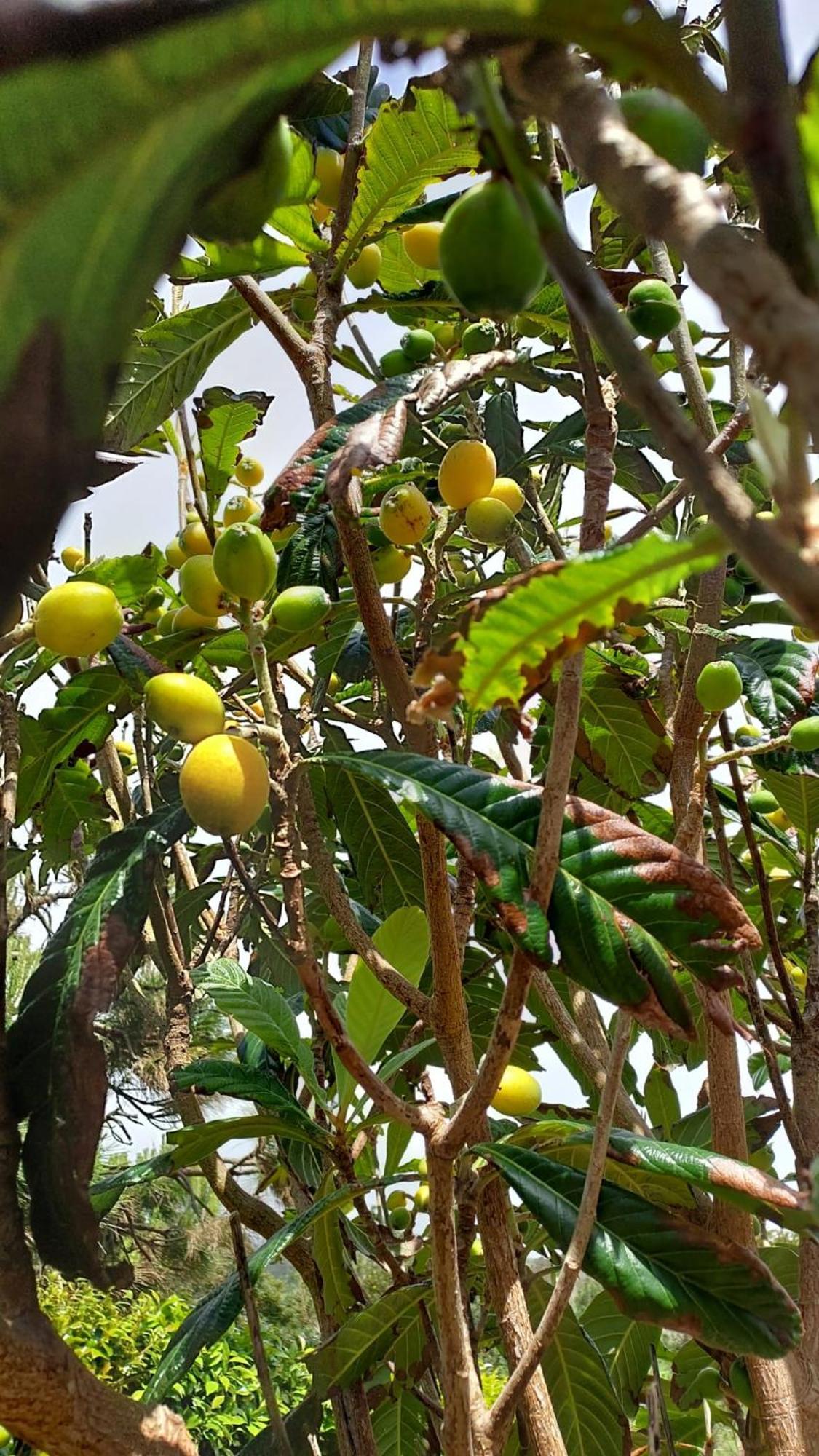 Retiro Das Camelias 1 Lajes das Flores 外观 照片