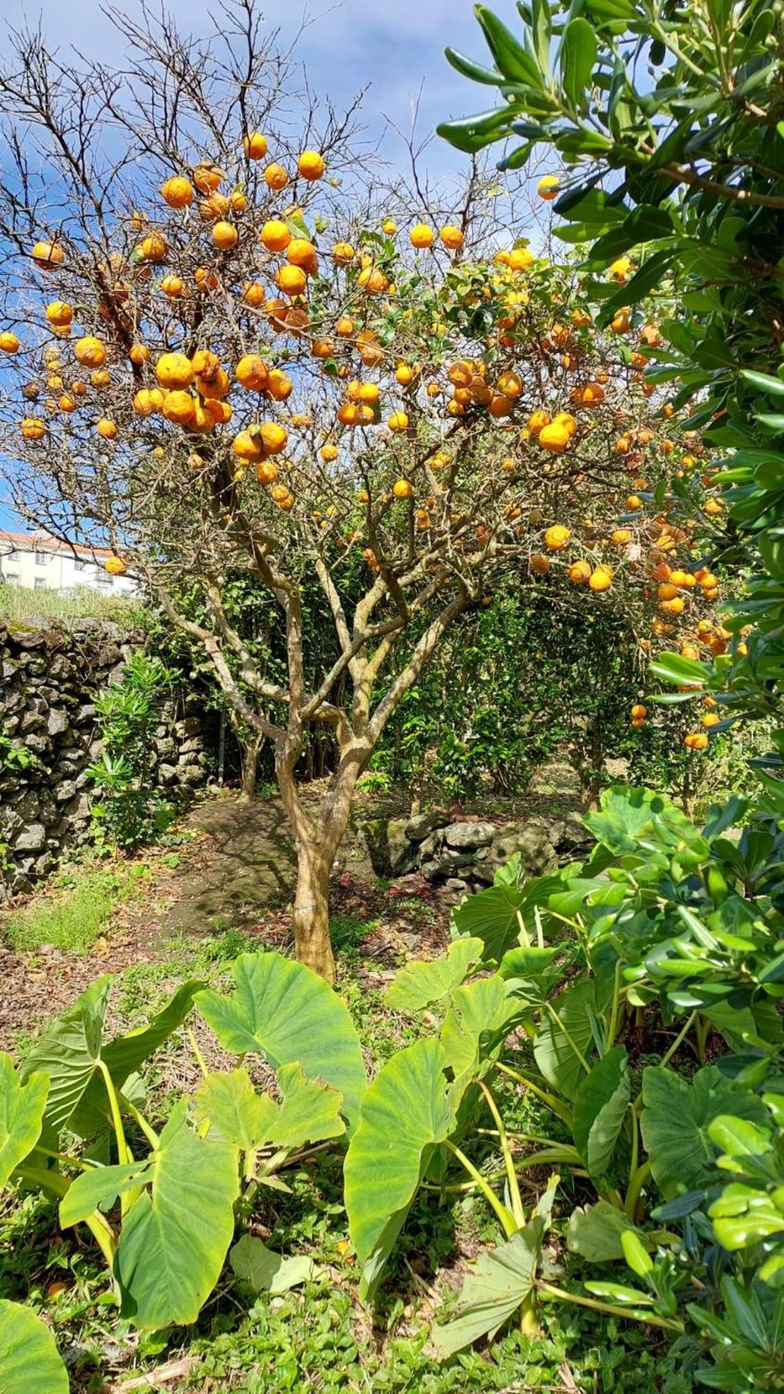 Retiro Das Camelias 1 Lajes das Flores 外观 照片