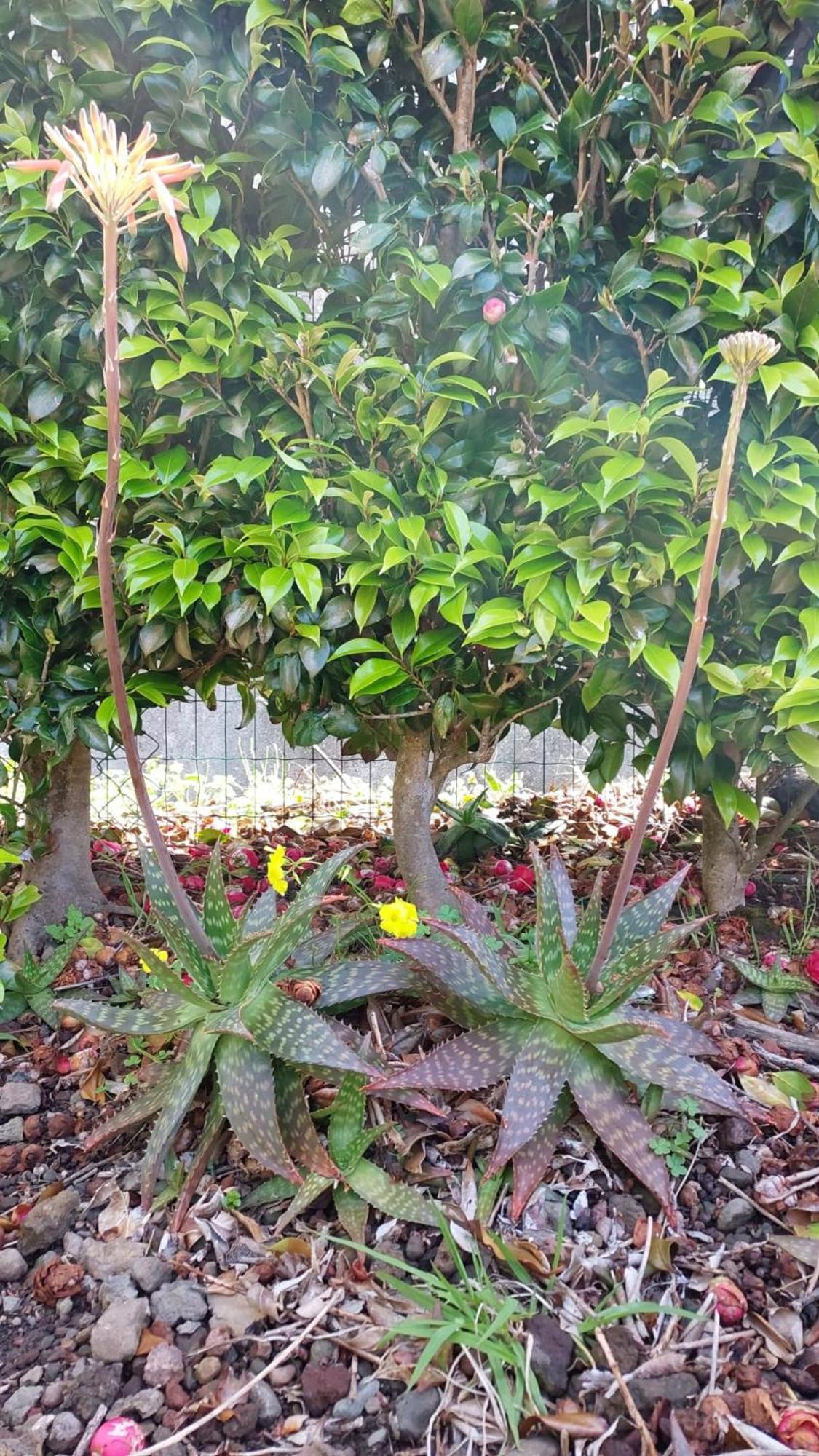 Retiro Das Camelias 1 Lajes das Flores 外观 照片
